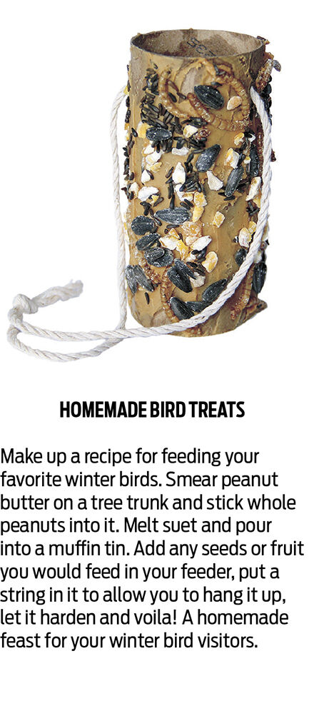 bird feeder